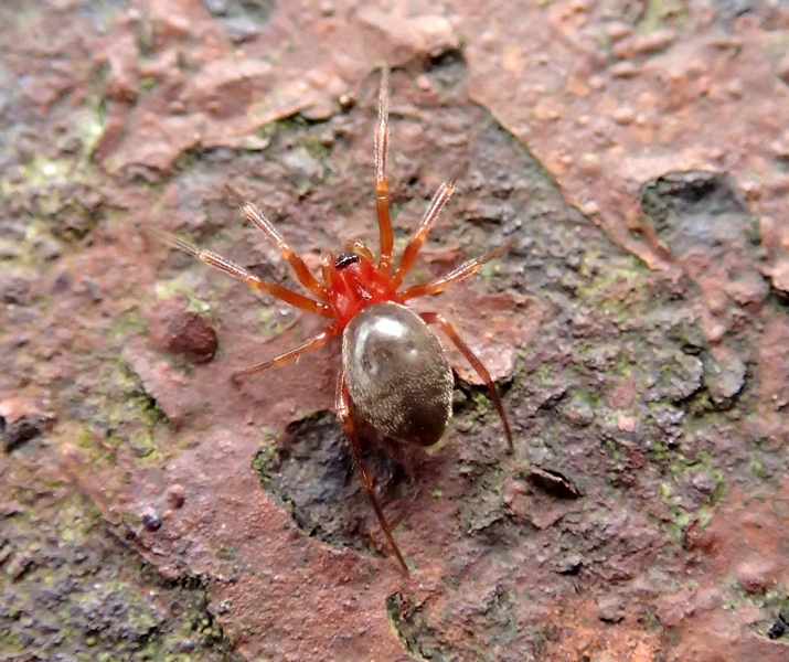 Linyphiidae - Sernaglia della Battaglia (TV)